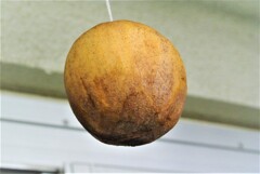 今年もやっぱり干し柿作るよね！ (2)