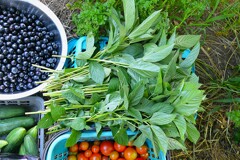 菜園・7月21日モロヘイヤ収穫