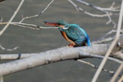 K川・中流域のカワセミ♀捕食