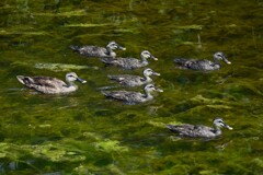 Ｋ川中流域・6羽のカルガモひなとお母さん