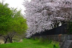 Ｋ川中流域・桜のトンネル