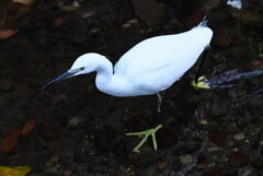 用水路・魚を探すコサギ