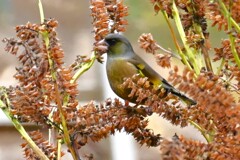 菜園・カワラヒワ