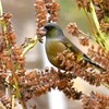菜園・カワラヒワ
