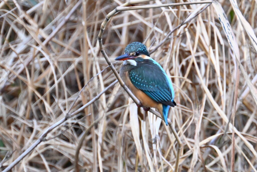 K川・カワセミ♀