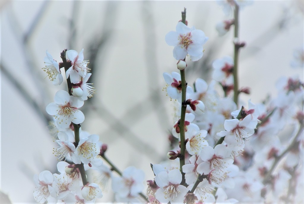 梅の花