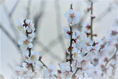 梅の花