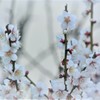 梅の花