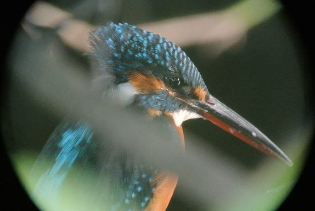 水際のアジサイに隠れるシャイなカワセミ♀若（B）