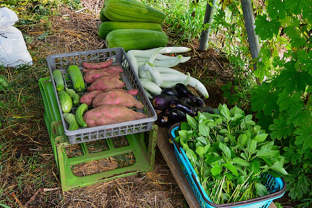 菜園・9月15日の全体収穫