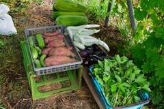 菜園・9月15日の全体収穫