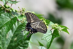 K川・アゲハチョウ