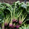 菜園・化け物ホウレンソウ