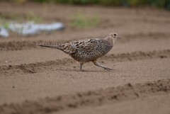 菜園・キジ♀畑を行く