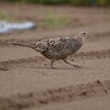 菜園・キジ♀畑を行く