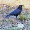 K川・ハシボソガラス真っ白な霜の上で・・