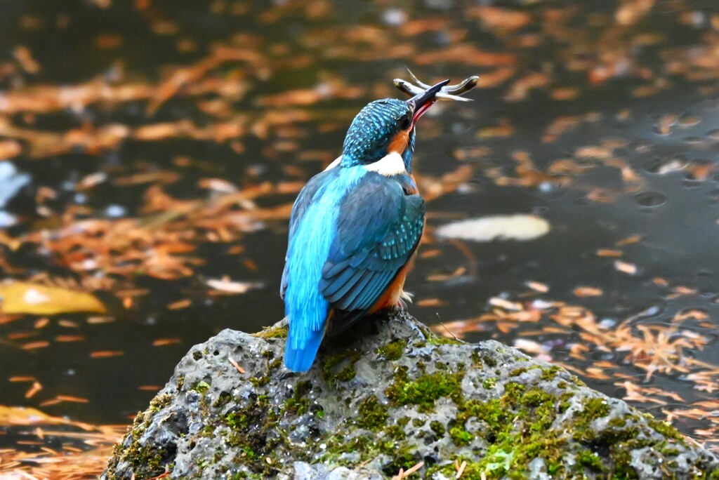 都内公園・カワセミ♀若2匹咥え