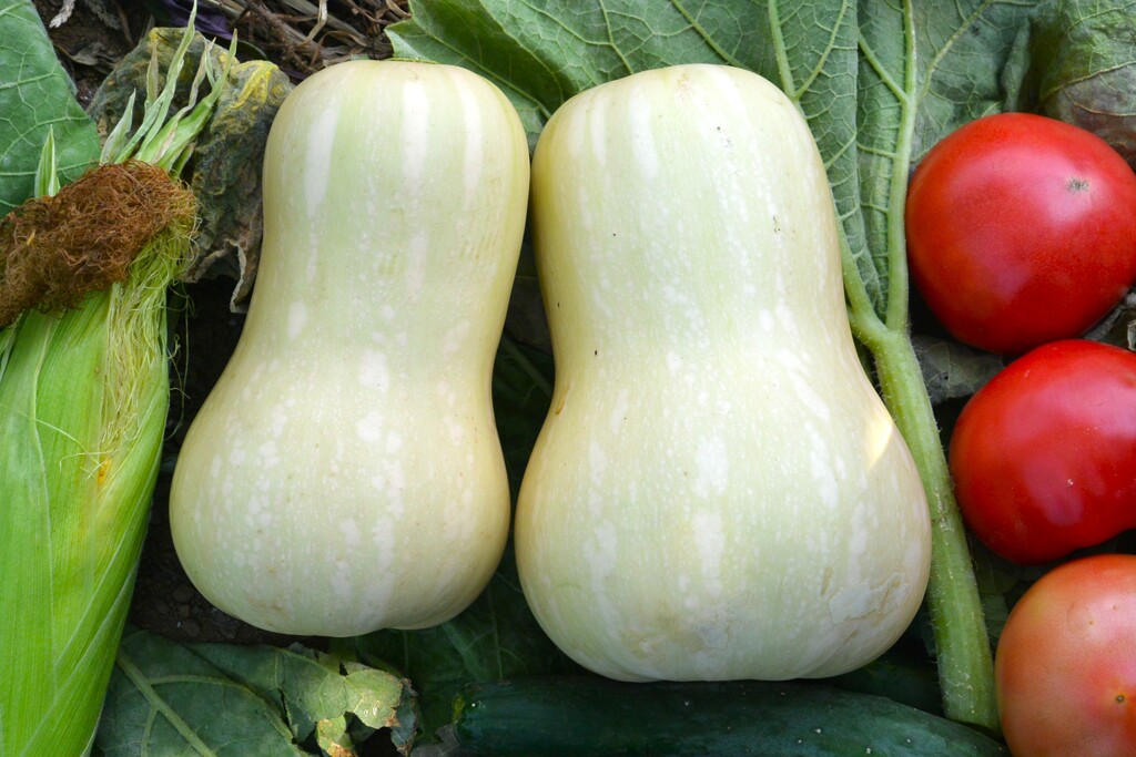 菜園・7月11日、スープカボチャ