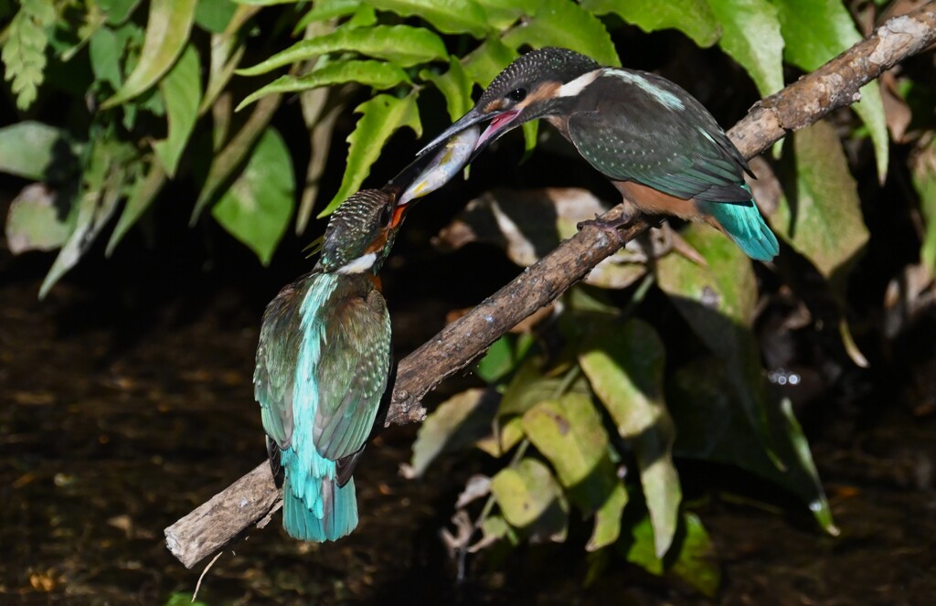 用水路・カワセミひなへの給餌（用水路で初見初撮り）
