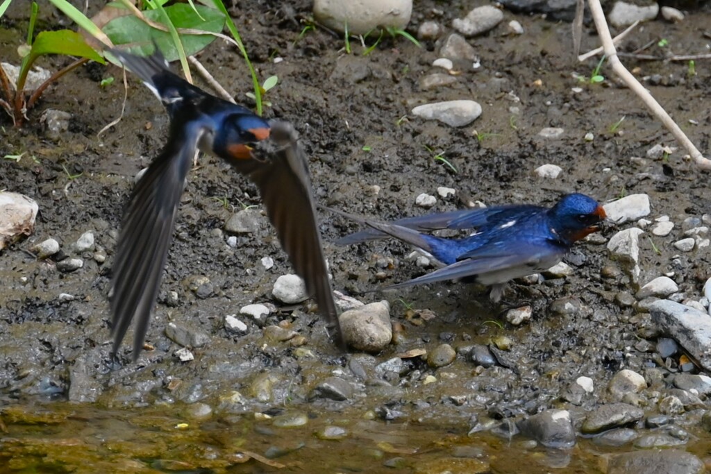 K川・ツバメ2羽（巣材集め）