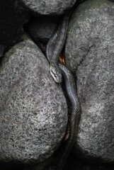 用水路・久々に逢えたアオダイショウ