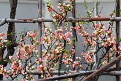 源平咲きのボケの花