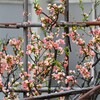 源平咲きのボケの花
