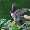 我が家のベランダよりオオタカ 
