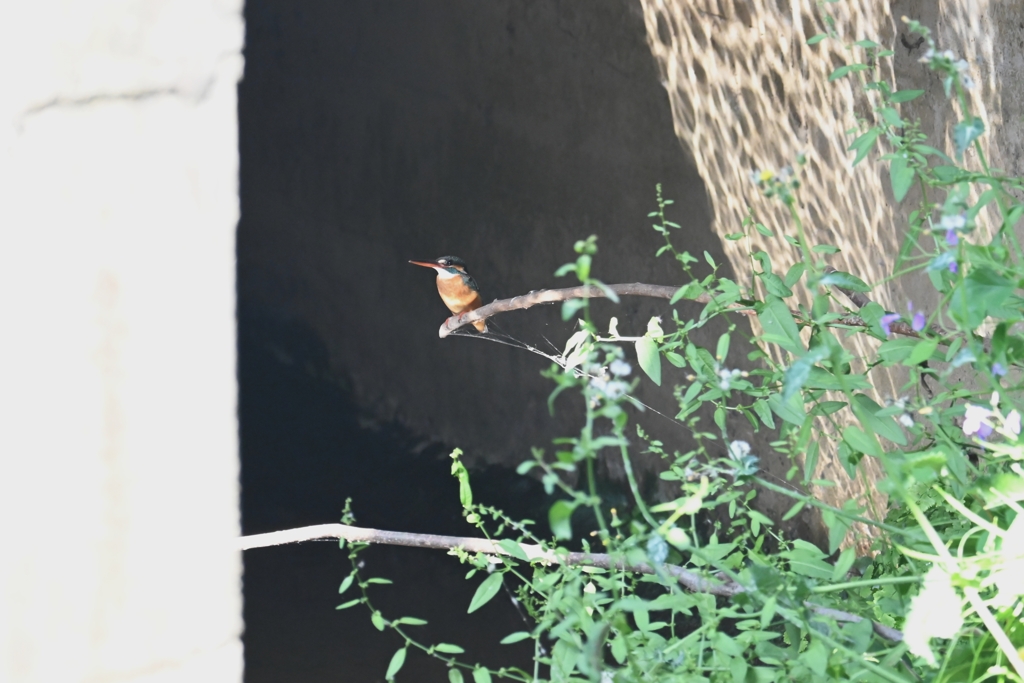 用水路・カワセミ♀止まり木に・・