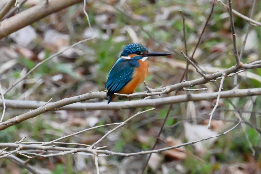 Ｋ川・中流域いつものカワセミ♂