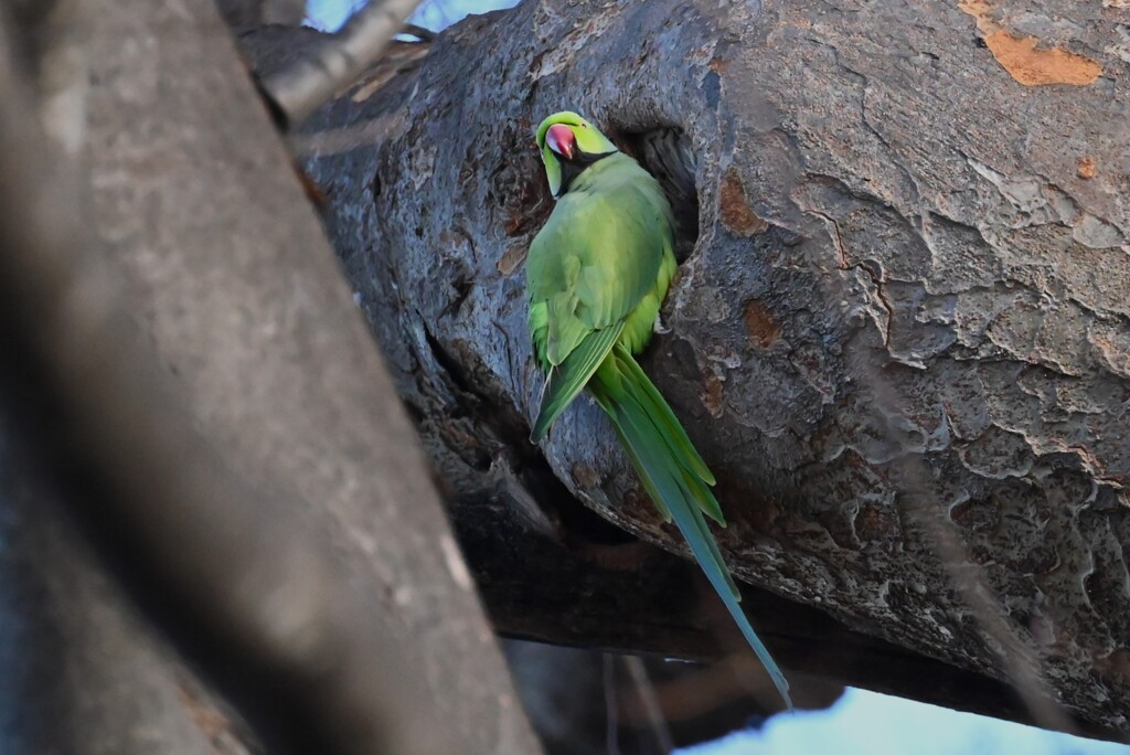 用水路・ワカケホンセイインコ