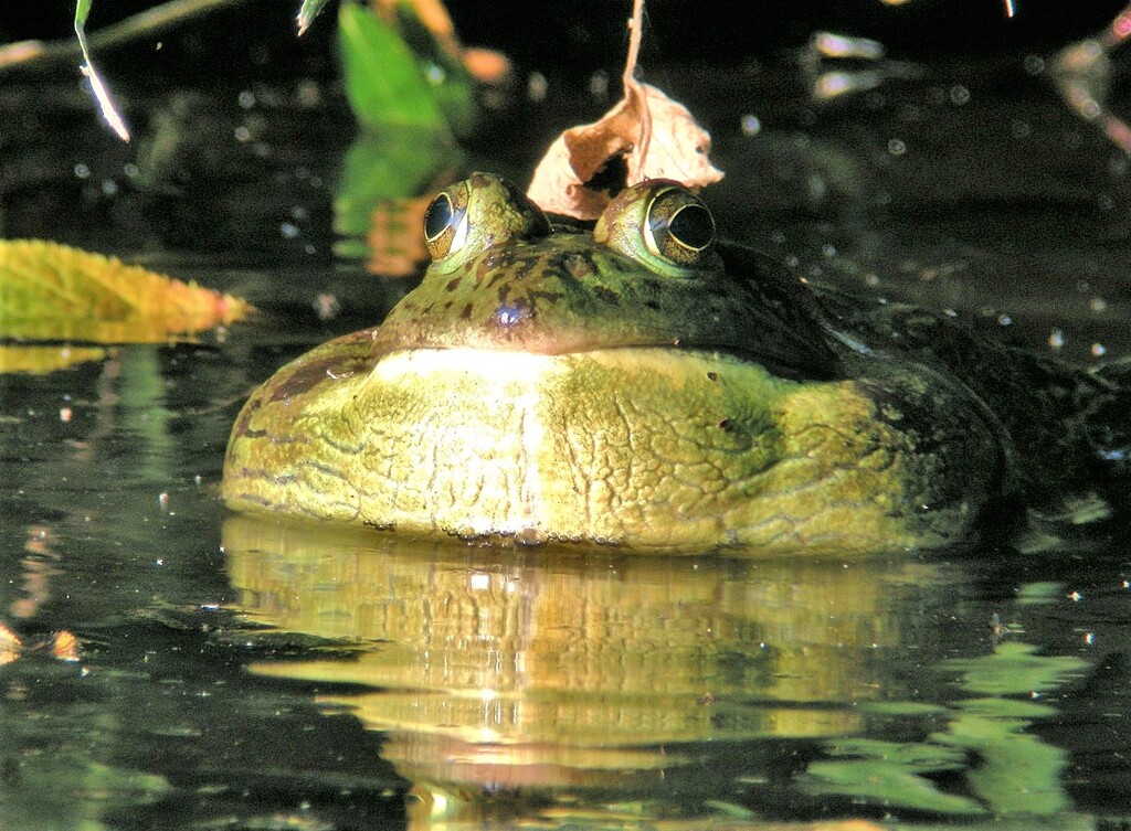 ふくらむウシガエル