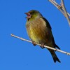K川下流域・カワラヒワ♂大あくび？