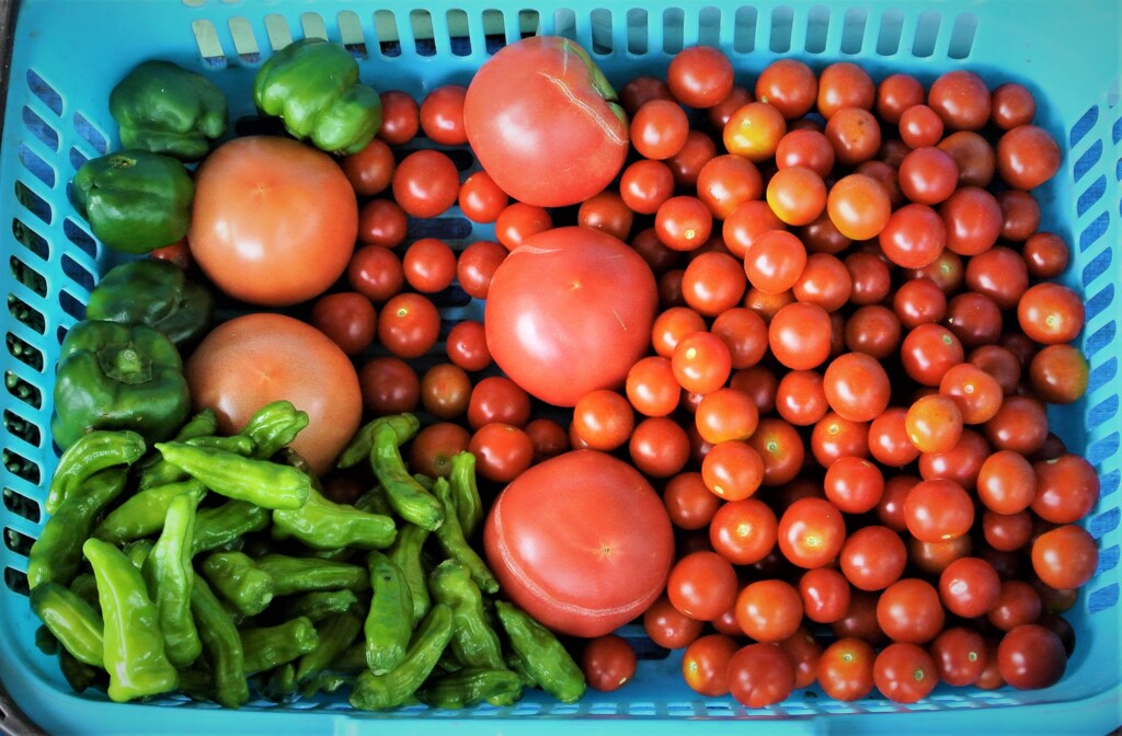 第十一回トマト