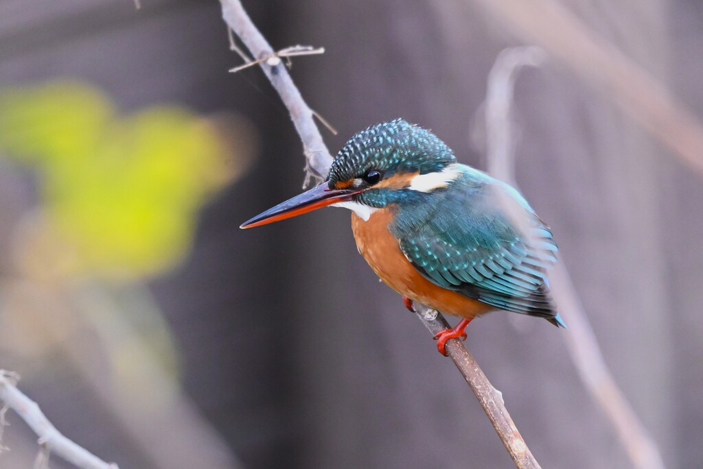 用水路・ 橋の下から出てくれたカワセミ♀若