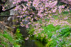 用水路・春が来た