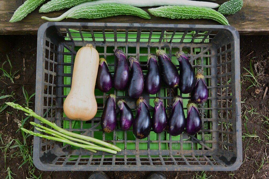 菜園・好調のナス