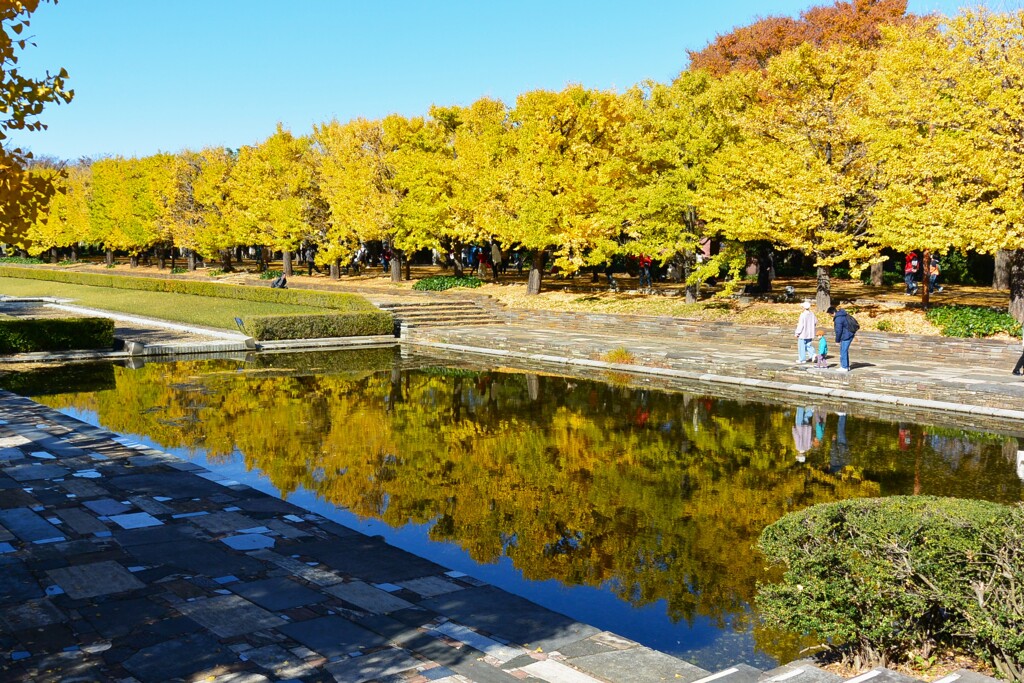昭和記念公園・写るイチョウ並木