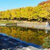 昭和記念公園・写るイチョウ並木