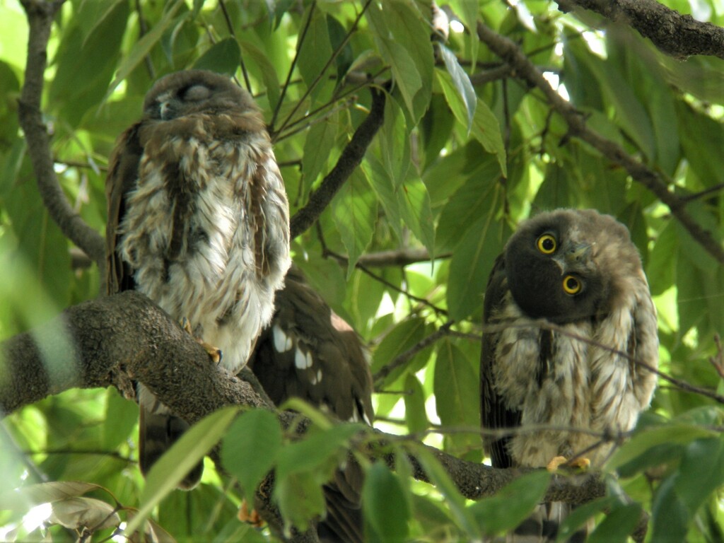 アオバズクひな