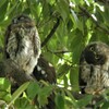 アオバズクひな