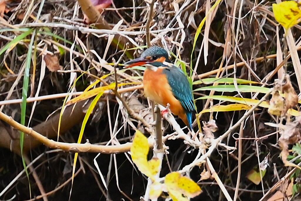 Ｋ川中流域・カワセミ♀若 