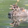 あくびをするカイツブリ雛