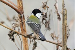 オオブタクサの種を食べるシジュウカラ .