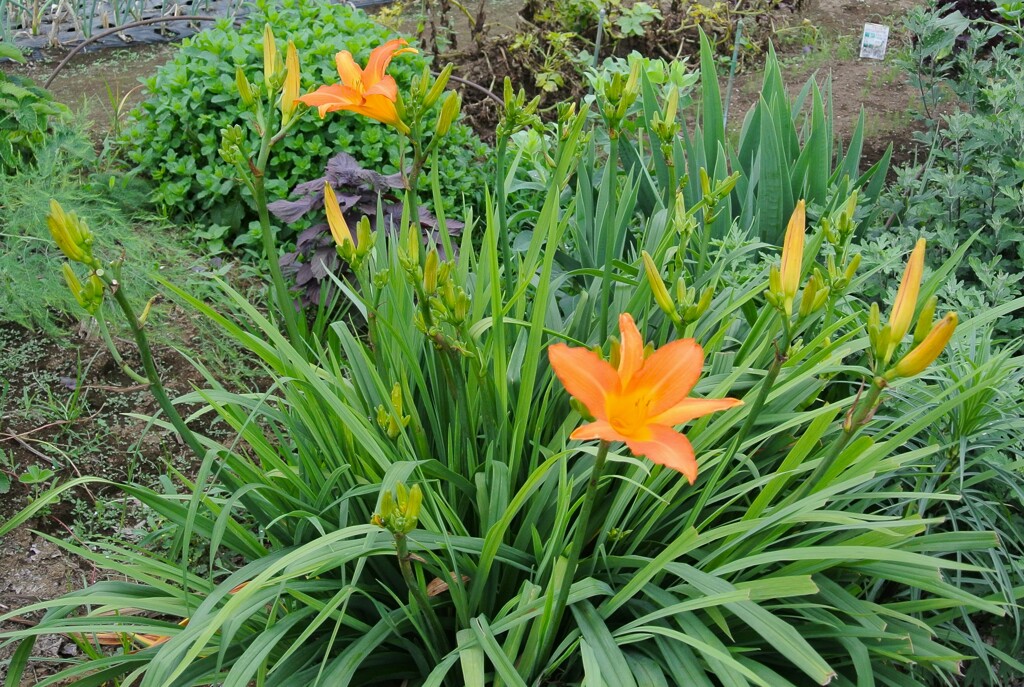 菜園・ノカンゾウの大株