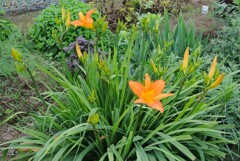 菜園・ノカンゾウの大株