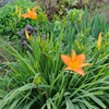 菜園・ノカンゾウの大株