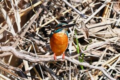 Ｋ川中流域・またまた一瞬のカワセミ♂