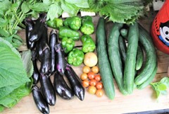 夏の実もの野菜徐々に盛期となる