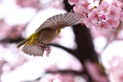 K川・メジロ「花どろぼう～！」